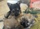 YorkiePoo Puppies for sale in Arlington, VA, USA. price: $700