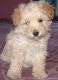 YorkiePoo Puppies for sale in Rockville, MD, USA. price: NA