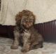 YorkiePoo Puppies for sale in Charter Twp of Clinton, MI, USA. price: NA