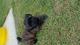 YorkiePoo Puppies for sale in Weatherford, TX, USA. price: NA