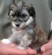 YorkiePoo Puppies for sale in Arandas, Jal., Mexico. price: NA