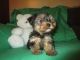 YorkiePoo Puppies for sale in Kansas City, KS, USA. price: NA