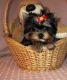 YorkiePoo Puppies for sale in Round Rock, TX, USA. price: $250