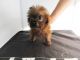 YorkiePoo Puppies for sale in Fullerton, CA, USA. price: NA