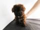 YorkiePoo Puppies for sale in Fullerton, CA, USA. price: NA