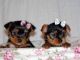 YorkiePoo Puppies for sale in Huntsville, AL, USA. price: $300