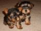 YorkiePoo Puppies for sale in Miami, FL, USA. price: $300