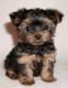 YorkiePoo Puppies for sale in Washington, DC, USA. price: $410