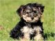 YorkiePoo Puppies for sale in Alderson, WV 24910, USA. price: NA