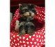 YorkiePoo Puppies for sale in Barium Springs, Troutman, NC 28677, USA. price: NA