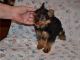 YorkiePoo Puppies for sale in Arden Hills, MN, USA. price: NA