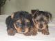 YorkiePoo Puppies for sale in Reno, NV, USA. price: NA