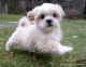 YorkiePoo Puppies for sale in Beaver Creek, CO 81620, USA. price: NA