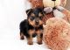 YorkiePoo Puppies for sale in Huntington Beach, CA, USA. price: NA