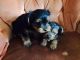 YorkiePoo Puppies for sale in Frederick, MD, USA. price: NA