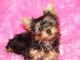 YorkiePoo Puppies for sale in Peoria, AZ, USA. price: NA