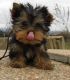 YorkiePoo Puppies for sale in London Borough of Hillingdon, Greater London, UK. price: 550 GBP
