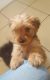 YorkiePoo Puppies for sale in Delaware, AR 72835, USA. price: $400