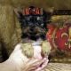 YorkiePoo Puppies for sale in Rochester, NY, USA. price: NA