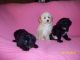 YorkiePoo Puppies for sale in Joliet, IL, USA. price: NA