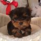 YorkiePoo Puppies for sale in OR-35, Oregon, USA. price: $750