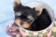 YorkiePoo Puppies for sale in Miami, FL, USA. price: NA