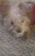 YorkiePoo Puppies for sale in Auburn Hills, MI, USA. price: NA