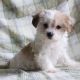 YorkiePoo Puppies for sale in Canton, OH, USA. price: $650