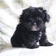 YorkiePoo Puppies for sale in Canton, OH, USA. price: $650