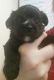 YorkiePoo Puppies for sale in Bowling Green, OH 43402, USA. price: $700