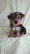 YorkiePoo Puppies for sale in Lufkin, TX, USA. price: NA