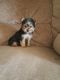YorkiePoo Puppies for sale in 10011 N Central Expy, Dallas, TX 75231, USA. price: NA