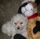 YorkiePoo Puppies for sale in Silver Springs, FL, USA. price: NA