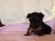 YorkiePoo Puppies for sale in Escondido, CA, USA. price: NA