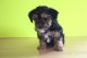 YorkiePoo Puppies for sale in Canton, OH, USA. price: $595