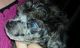 YorkiePoo Puppies for sale in Bell, FL 32619, USA. price: NA