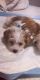 YorkiePoo Puppies for sale in Dearborn, MI, USA. price: NA
