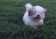 YorkiePoo Puppies for sale in Brownsville, WI 53006, USA. price: $650
