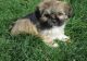 YorkiePoo Puppies for sale in Pine Bluff, AR 71613, USA. price: $650