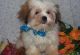 YorkiePoo Puppies for sale in Dobson, NC 27017, USA. price: $650