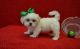 YorkiePoo Puppies for sale in Bramwell Hill Rd, Bramwell, WV 24715, USA. price: $650