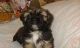 YorkiePoo Puppies for sale in Denison Dam Rd, Denison, TX 75020, USA. price: $650
