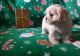 YorkiePoo Puppies for sale in Bairdford Rd, Bairdford, PA 15006, USA. price: $600
