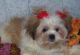 YorkiePoo Puppies for sale in Abingdon Ct, Modesto, CA 95355, USA. price: NA