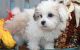 YorkiePoo Puppies for sale in Adelphia, NJ 07710, USA. price: NA