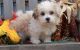 YorkiePoo Puppies for sale in Cornelius, NC 28031, USA. price: $650