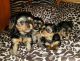 YorkiePoo Puppies for sale in UT-282, Salt Lake City, UT, USA. price: NA
