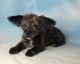 YorkiePoo Puppies for sale in Canton, OH, USA. price: $299