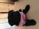 YorkiePoo Puppies for sale in Sterling Heights, MI, USA. price: NA