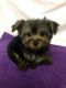 YorkiePoo Puppies for sale in Texas City, TX, USA. price: $300